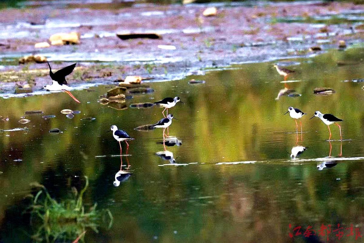 鳥界“名模”“水上起舞”